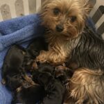 Praline partorisce cinque cuccioli nell’armadietto, il proprietario resta accanto a lei