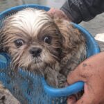 Mochi trovato alla deriva in un cestino, un pescatore entra nel canale e lo salva