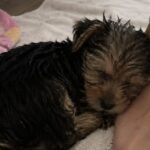 Caramel trovato vicino ai rifiuti, una donna che non voleva più cani decide di accoglierlo