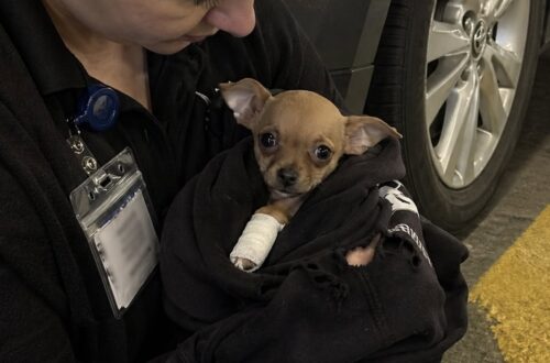 Il Chihuahua di quattro mesi è stato trovato ferito al livello inferiore di un centro commerciale. Una dipendente lo ha portato subito in clinica.