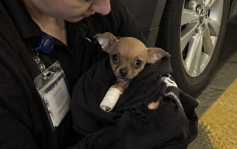 Il Chihuahua di quattro mesi è stato trovato ferito al livello inferiore di un centro commerciale. Una dipendente lo ha portato subito in clinica.