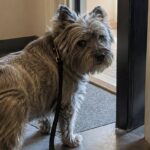 Il proprietario muore, nessun familiare vuole il cane anziano
