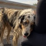 Tango abbandonato al guardrail con una ciotola vuota e un biglietto