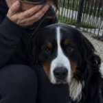 Onyx torna ogni sera davanti alla scuola dopo la morte della bambina