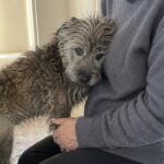 Tre veterinari lo davano per immobile, il Cairn Terrier cammina di nuovo
