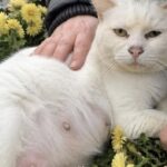 Sente un miagolio vicino alla tomba del marito e trova Plume, una gatta incinta e la porta via
