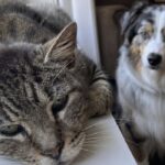 Milo smette di mangiare, Hector rinuncia al giardino per restargli accanto