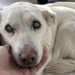 Flocon ha 17 anni e cerca ancora la sua mano ogni volta che parlano di addio