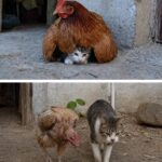 Gattino cresce accanto a una gallina che lo aveva protetto: anni dopo resta con lei