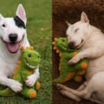 Bull Terrier affronta l’ultimo giorno con il suo giocattolo verde accanto