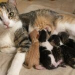 Adottano una gatta adulta, dieci giorni dopo nascono sei cuccioli