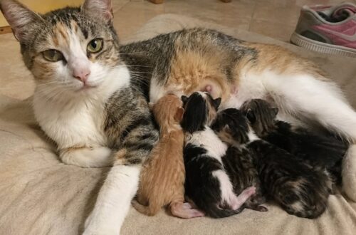 La gravidanza non era emersa durante la visita veterinaria. La figlia dodicenne ha già dato un nome a tutti i piccoli.