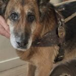 Il cane guida dimenticato in un box ritrova l’uomo che lo aveva addestrato