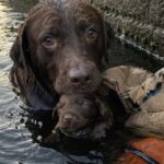 Pongo salva il cucciolo nella chiusa dopo essere stato gettato in acqua dentro un sacco