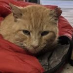 Bivouac muore nel sacco a pelo che aveva condiviso con il suo proprietario