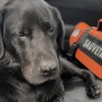 Spruzza diserbante oltre la recinzione, cane da salvataggio rischia la cecità