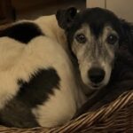 Una studentessa riconosce il cane abbandonato grazie al filmato pubblicato online