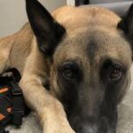 Pietra contro Lichen nel giardino della residenza militare, il cane colpito da ictus