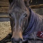Tonnerre muore tre giorni prima del brevetto della giovane cavallerizza
