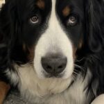 Bovaro bernese preso a calci in mensa, Ortie dovrà affrontare sei settimane di cure