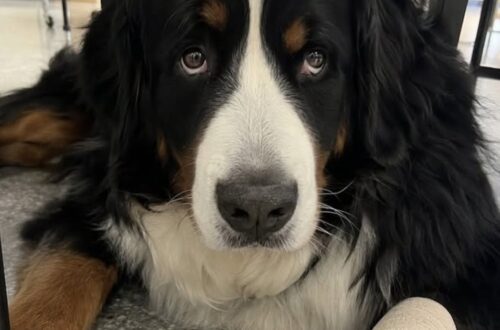 Il bovaro bernese affiancava un alunno dell’ULIS. Dopo i colpi ha riportato una zampa gonfia e dovrà affrontare sei settimane di riabilitazione.