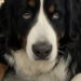 Il bovaro bernese affiancava un alunno dell’ULIS. Dopo i colpi ha riportato una zampa gonfia e dovrà affrontare sei settimane di riabilitazione.