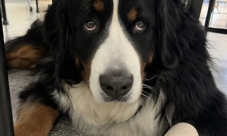 Il bovaro bernese affiancava un alunno dell’ULIS. Dopo i colpi ha riportato una zampa gonfia e dovrà affrontare sei settimane di riabilitazione.