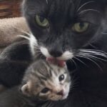 Coco accoglie un gattino abbandonato e lo protegge come una madre
