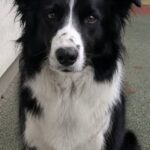 Corre fuori dal laboratorio e impedisce al cane di bere il liquido sospetto