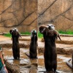 San Diego Zoo, una lontra mostra orgogliosa il suo cucciolo mentre l’altra porta una pietra