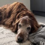 Iode muore prima dell’apertura della nuova clinica veterinaria scelta come sua ultima casa