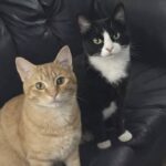 Il compagno le impone di scegliere tra lui e i gatti: lei resta con Max e Rex