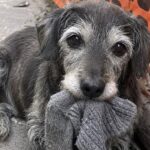 Il nuovo alloggio vieta gli animali, Crayon torna ogni giorno alla vecchia casa