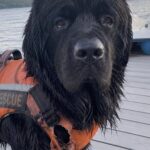 Goudron si tuffa nel lago e raggiunge due bambini alla deriva su un pedalò