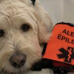 Cane da allerta salva il padrone sul binario e muore poche ore dopo