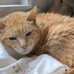 La nipote nasce, diciassette minuti dopo muore Roux: l’addio al gatto di famiglia