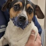 Cane trovato con le mascelle incollate e legato con un cavo elettrico