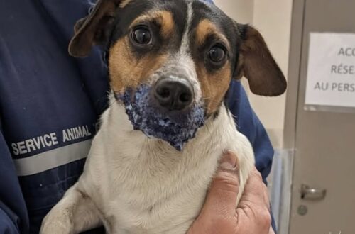 Cane trovato con le mascelle incollate e legato con un cavo elettrico Olive, due anni e appena sei chili, è stato soccorso da una portinaia dopo essere stato trovato immobilizzato nel locale passeggini. Era legato a una sbarra con il cavo elettrico di un aspirapolvere. Accanto al corpo, un tubetto vuoto di colla blu. Le mascelle erano serrate da ore e il cane non riusciva né a bere né ad abbaiare. Olive, due anni e circa sei chili di peso, è stato trovato alle 5.10 nel locale passeggini di un condominio. A notarlo è stata la portinaia dello stabile, in servizio da ventiquattro anni, che inizialmente aveva scambiato quella sagoma immobile per una borsa abbandonata. Solo il movimento degli occhi le ha fatto capire che si trattava di un animale ancora vivo. Olive legato nel locale passeggini Secondo il racconto della donna, il cane aveva il torace in affanno e le zampe continuavano a scivolare sulle piastrelle. Tentava di muovere la bocca, ma la sostanza ormai secca teneva unite le mascelle e tirava la pelle attorno al muso. Il cavo usato per immobilizzarlo presentava le estremità scoperte. Il tubetto di colla, lasciato poco distante, conservava un numero di lotto leggibile e potrebbe rappresentare un elemento utile per ricostruire la provenienza del prodotto. La portinaia ha tagliato il filo utilizzando una pinza custodita nella guardiola. Una volta liberato, Olive non ha tentato di allontanarsi. È rimasto vicino alla donna, tremando e tenendo le orecchie abbassate. Il cane portato dal veterinario L’animale è stato trasferito in una struttura veterinaria, dove il personale ha lavorato per rimuovere la colla senza provocare ulteriori lesioni. Quando le mascelle sono state finalmente liberate, Olive non ha abbaiato. Ha iniziato invece a bere, a lungo, recuperando i liquidi che non aveva potuto assumere durante le ore trascorse immobilizzato. Nel racconto non vengono indicati il luogo preciso dell’accaduto, le condizioni cliniche successive del cane né l’eventuale apertura di un’indagine. Restano da chiarire anche l’identità di chi lo abbia legato e le ragioni di un gesto che avrebbe potuto causarne la morte.