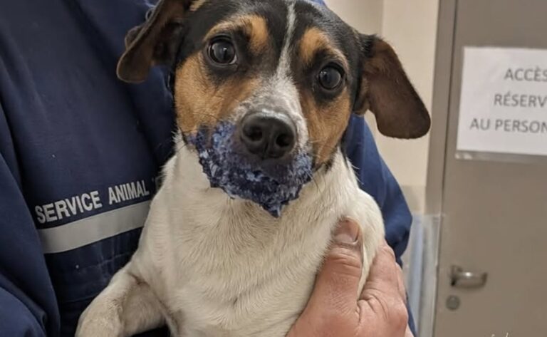 Cane trovato con le mascelle incollate e legato con un cavo elettrico Olive, due anni e appena sei chili, è stato soccorso da una portinaia dopo essere stato trovato immobilizzato nel locale passeggini. Era legato a una sbarra con il cavo elettrico di un aspirapolvere. Accanto al corpo, un tubetto vuoto di colla blu. Le mascelle erano serrate da ore e il cane non riusciva né a bere né ad abbaiare. Olive, due anni e circa sei chili di peso, è stato trovato alle 5.10 nel locale passeggini di un condominio. A notarlo è stata la portinaia dello stabile, in servizio da ventiquattro anni, che inizialmente aveva scambiato quella sagoma immobile per una borsa abbandonata. Solo il movimento degli occhi le ha fatto capire che si trattava di un animale ancora vivo. Olive legato nel locale passeggini Secondo il racconto della donna, il cane aveva il torace in affanno e le zampe continuavano a scivolare sulle piastrelle. Tentava di muovere la bocca, ma la sostanza ormai secca teneva unite le mascelle e tirava la pelle attorno al muso. Il cavo usato per immobilizzarlo presentava le estremità scoperte. Il tubetto di colla, lasciato poco distante, conservava un numero di lotto leggibile e potrebbe rappresentare un elemento utile per ricostruire la provenienza del prodotto. La portinaia ha tagliato il filo utilizzando una pinza custodita nella guardiola. Una volta liberato, Olive non ha tentato di allontanarsi. È rimasto vicino alla donna, tremando e tenendo le orecchie abbassate. Il cane portato dal veterinario L’animale è stato trasferito in una struttura veterinaria, dove il personale ha lavorato per rimuovere la colla senza provocare ulteriori lesioni. Quando le mascelle sono state finalmente liberate, Olive non ha abbaiato. Ha iniziato invece a bere, a lungo, recuperando i liquidi che non aveva potuto assumere durante le ore trascorse immobilizzato. Nel racconto non vengono indicati il luogo preciso dell’accaduto, le condizioni cliniche successive del cane né l’eventuale apertura di un’indagine. Restano da chiarire anche l’identità di chi lo abbia legato e le ragioni di un gesto che avrebbe potuto causarne la morte.