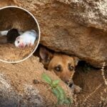 Cagnolina partorisce tra le rocce prima della tempesta: salvati cinque cuccioli