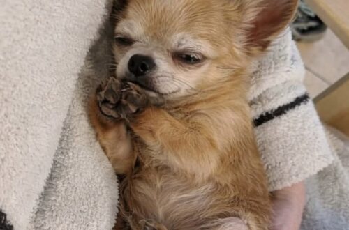 Chihuahua anziana trovata tra i rifiuti, una donna la porta a casa La cagnolina vagava in un vicolo e cercava cibo in un bidone. Dopo il recupero ha trovato sicurezza e cure in una nuova famiglia. Era rannicchiata accanto a un bidone della spazzatura, sporca e impolverata, in un vicolo poco illuminato. La piccola Chihuahua cercava qualcosa da mangiare quando una donna si è accorta della sua presenza. Temendo che l’animale potesse fuggire, si è avvicinata lentamente e si è accovacciata. La reazione è stata diversa da quella attesa: la cagnolina si è stretta subito contro la sua gamba. Tremava, ma ha mosso appena la coda. La donna l’ha sollevata, l’ha avvolta tra le braccia e ha deciso di portarla a casa. Solo in seguito si è resa conto dell’età avanzata dell’animale e delle attenzioni di cui avrebbe avuto bisogno. La Chihuahua anziana trovata nel vicolo Il pelo grigio intorno al muso, il passo lento e il sonno profondo lasciavano intuire che la cagnolina avesse già diversi anni. Nonostante la fragilità, non mostrava aggressività e cercava continuamente il contatto con la persona che l’aveva soccorsa. Nei primi giorni si muoveva con prudenza tra le stanze. Ogni rumore improvviso la spingeva a cercare un punto riparato, mentre durante la notte controllava più volte che la donna fosse ancora accanto a lei. Quando la nuova proprietaria rientrava, la cagnolina non saltava e non abbaiava. Sollevava lo sguardo e si avvicinava per appoggiarsi alle sue gambe. «Sei tornata.» Era questo il significato che la donna attribuiva a quel gesto silenzioso. La fiducia costruita dentro casa Con il passare del tempo, la Chihuahua ha iniziato a scegliere spontaneamente le ginocchia della donna come luogo in cui riposare. Si rannicchiava dentro una coperta, con le zampe raccolte contro il petto, e si addormentava soltanto dopo aver trovato la posizione più vicina possibile. Anche quando la porta d’ingresso restava aperta, non tentava di uscire. Il vicolo e la strada non rappresentavano più un richiamo. Se qualcosa la spaventava, tornava immediatamente verso la sua proprietaria. La gestione di un cane anziano ha richiesto controlli veterinari più frequenti e maggiore attenzione alle sue condizioni fisiche. La donna, però, non ha mai considerato queste necessità un ostacolo all’adozione. Una nuova vita lontano dalla strada Oggi la cagnolina trascorre gran parte delle giornate in casa, tra il divano, le coperte e le gambe della persona che l’ha trovata. Continua a svegliarsi se avverte un movimento durante la notte e socchiude gli occhi per controllare che la donna non sia andata via. Subito dopo torna a dormire. Non è un animale giovane né un cane destinato alle esposizioni. Ha il muso segnato dall’età, richiede cure costanti e conserva una certa diffidenza verso i rumori. Per la sua proprietaria, però, il valore dell’incontro avvenuto nel vicolo non dipende dall’aspetto o dall’età. La piccola Chihuahua, dopo un periodo trascorso da sola, ha imparato lentamente a fidarsi di nuovo e ha trovato un luogo nel quale non deve più cercare cibo o riparo.