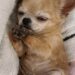Chihuahua anziana trovata tra i rifiuti, una donna la porta a casa La cagnolina vagava in un vicolo e cercava cibo in un bidone. Dopo il recupero ha trovato sicurezza e cure in una nuova famiglia. Era rannicchiata accanto a un bidone della spazzatura, sporca e impolverata, in un vicolo poco illuminato. La piccola Chihuahua cercava qualcosa da mangiare quando una donna si è accorta della sua presenza. Temendo che l’animale potesse fuggire, si è avvicinata lentamente e si è accovacciata. La reazione è stata diversa da quella attesa: la cagnolina si è stretta subito contro la sua gamba. Tremava, ma ha mosso appena la coda. La donna l’ha sollevata, l’ha avvolta tra le braccia e ha deciso di portarla a casa. Solo in seguito si è resa conto dell’età avanzata dell’animale e delle attenzioni di cui avrebbe avuto bisogno. La Chihuahua anziana trovata nel vicolo Il pelo grigio intorno al muso, il passo lento e il sonno profondo lasciavano intuire che la cagnolina avesse già diversi anni. Nonostante la fragilità, non mostrava aggressività e cercava continuamente il contatto con la persona che l’aveva soccorsa. Nei primi giorni si muoveva con prudenza tra le stanze. Ogni rumore improvviso la spingeva a cercare un punto riparato, mentre durante la notte controllava più volte che la donna fosse ancora accanto a lei. Quando la nuova proprietaria rientrava, la cagnolina non saltava e non abbaiava. Sollevava lo sguardo e si avvicinava per appoggiarsi alle sue gambe. «Sei tornata.» Era questo il significato che la donna attribuiva a quel gesto silenzioso. La fiducia costruita dentro casa Con il passare del tempo, la Chihuahua ha iniziato a scegliere spontaneamente le ginocchia della donna come luogo in cui riposare. Si rannicchiava dentro una coperta, con le zampe raccolte contro il petto, e si addormentava soltanto dopo aver trovato la posizione più vicina possibile. Anche quando la porta d’ingresso restava aperta, non tentava di uscire. Il vicolo e la strada non rappresentavano più un richiamo. Se qualcosa la spaventava, tornava immediatamente verso la sua proprietaria. La gestione di un cane anziano ha richiesto controlli veterinari più frequenti e maggiore attenzione alle sue condizioni fisiche. La donna, però, non ha mai considerato queste necessità un ostacolo all’adozione. Una nuova vita lontano dalla strada Oggi la cagnolina trascorre gran parte delle giornate in casa, tra il divano, le coperte e le gambe della persona che l’ha trovata. Continua a svegliarsi se avverte un movimento durante la notte e socchiude gli occhi per controllare che la donna non sia andata via. Subito dopo torna a dormire. Non è un animale giovane né un cane destinato alle esposizioni. Ha il muso segnato dall’età, richiede cure costanti e conserva una certa diffidenza verso i rumori. Per la sua proprietaria, però, il valore dell’incontro avvenuto nel vicolo non dipende dall’aspetto o dall’età. La piccola Chihuahua, dopo un periodo trascorso da sola, ha imparato lentamente a fidarsi di nuovo e ha trovato un luogo nel quale non deve più cercare cibo o riparo.