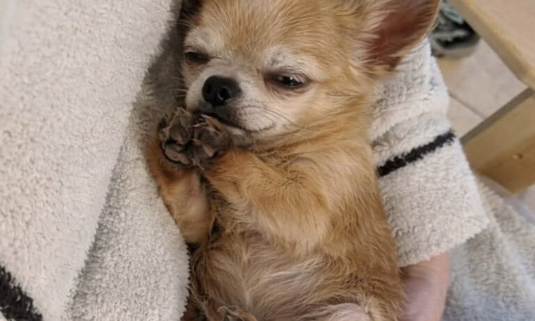 Chihuahua anziana trovata tra i rifiuti, una donna la porta a casa La cagnolina vagava in un vicolo e cercava cibo in un bidone. Dopo il recupero ha trovato sicurezza e cure in una nuova famiglia. Era rannicchiata accanto a un bidone della spazzatura, sporca e impolverata, in un vicolo poco illuminato. La piccola Chihuahua cercava qualcosa da mangiare quando una donna si è accorta della sua presenza. Temendo che l’animale potesse fuggire, si è avvicinata lentamente e si è accovacciata. La reazione è stata diversa da quella attesa: la cagnolina si è stretta subito contro la sua gamba. Tremava, ma ha mosso appena la coda. La donna l’ha sollevata, l’ha avvolta tra le braccia e ha deciso di portarla a casa. Solo in seguito si è resa conto dell’età avanzata dell’animale e delle attenzioni di cui avrebbe avuto bisogno. La Chihuahua anziana trovata nel vicolo Il pelo grigio intorno al muso, il passo lento e il sonno profondo lasciavano intuire che la cagnolina avesse già diversi anni. Nonostante la fragilità, non mostrava aggressività e cercava continuamente il contatto con la persona che l’aveva soccorsa. Nei primi giorni si muoveva con prudenza tra le stanze. Ogni rumore improvviso la spingeva a cercare un punto riparato, mentre durante la notte controllava più volte che la donna fosse ancora accanto a lei. Quando la nuova proprietaria rientrava, la cagnolina non saltava e non abbaiava. Sollevava lo sguardo e si avvicinava per appoggiarsi alle sue gambe. «Sei tornata.» Era questo il significato che la donna attribuiva a quel gesto silenzioso. La fiducia costruita dentro casa Con il passare del tempo, la Chihuahua ha iniziato a scegliere spontaneamente le ginocchia della donna come luogo in cui riposare. Si rannicchiava dentro una coperta, con le zampe raccolte contro il petto, e si addormentava soltanto dopo aver trovato la posizione più vicina possibile. Anche quando la porta d’ingresso restava aperta, non tentava di uscire. Il vicolo e la strada non rappresentavano più un richiamo. Se qualcosa la spaventava, tornava immediatamente verso la sua proprietaria. La gestione di un cane anziano ha richiesto controlli veterinari più frequenti e maggiore attenzione alle sue condizioni fisiche. La donna, però, non ha mai considerato queste necessità un ostacolo all’adozione. Una nuova vita lontano dalla strada Oggi la cagnolina trascorre gran parte delle giornate in casa, tra il divano, le coperte e le gambe della persona che l’ha trovata. Continua a svegliarsi se avverte un movimento durante la notte e socchiude gli occhi per controllare che la donna non sia andata via. Subito dopo torna a dormire. Non è un animale giovane né un cane destinato alle esposizioni. Ha il muso segnato dall’età, richiede cure costanti e conserva una certa diffidenza verso i rumori. Per la sua proprietaria, però, il valore dell’incontro avvenuto nel vicolo non dipende dall’aspetto o dall’età. La piccola Chihuahua, dopo un periodo trascorso da sola, ha imparato lentamente a fidarsi di nuovo e ha trovato un luogo nel quale non deve più cercare cibo o riparo.