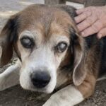 Vigile punta un soffiatore contro Foudre, il beagle cieco che dormiva sotto una panchina