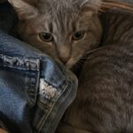 Crocus gettato dal quarto piano durante una lite, il gatto rischia la paralisi