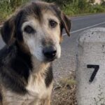 Praline abbandonata a 13 anni lungo la provinciale, una postina la porta con sé