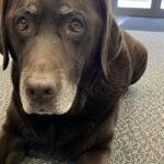 Ourson cacciato dalla camera ardente, il vecchio labrador resta ferito