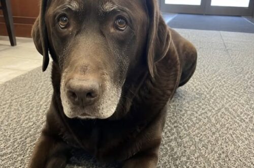 Ourson cacciato dalla camera ardente, il vecchio labrador resta ferito Il cane era stato portato alla veglia per rispettare una promessa. Dopo essere stato trascinato fuori ha riportato una costola fratturata. Ourson era sdraiato davanti alla bara, con il muso appoggiato tra le zampe, quando una parente lo avrebbe afferrato per il collare e trascinato fuori dalla camera ardente. Il labrador color cioccolato, undici anni, era stato accompagnato alla veglia funebre per volontà del suo proprietario, Patrick, morto pochi giorni prima dopo una caduta nel giardino di casa. Secondo il racconto del nipote, l’uomo gli aveva chiesto sei mesi prima di portare il cane al suo funerale, affinché potesse comprendere la sua assenza. Ourson davanti alla bara di Patrick La sera della morte, il cane era rimasto ai piedi della poltrona di Patrick, sopra una coperta patchwork. Non dormiva e continuava a guardare la porta, come se aspettasse il rientro del proprietario. Il nipote lo aveva preso con sé e, nel giorno della veglia, aveva deciso di mantenere la promessa ricevuta. “Mi prometti una cosa, ragazzo mio. Il giorno in cui toccherà a me, porterai Ourson alla veglia. Perché lui sappia.” Entrato nella camera ardente, Ourson non aveva abbaiato né tirato il guinzaglio. Si era avvicinato lentamente alla bara e si era sdraiato davanti, nello stesso modo in cui ogni sera riposava vicino alla poltrona di casa. La sua presenza, però, sarebbe stata giudicata inappropriata da una parente. Il cane trascinato fuori e la caduta nel corridoio La donna avrebbe afferrato Ourson dal collare e tentato di trascinarlo verso l’uscita. Il cane ha cercato di tornare verso la bara, urtando contro una porta a vetri. Subito dopo è scivolato sulle piastrelle ed è rimasto fermo per ventidue secondi. Alla scena avrebbe assistito anche Yannis, un bambino di nove anni, che si trovava nella sala accanto con un peluche tra le braccia. Il labrador è stato quindi portato dal veterinario. Gli accertamenti hanno evidenziato una costola fratturata e una contusione all’anca. Dovrà affrontare circa quattro settimane di cure. Ourson sarà presente al funerale Nonostante le ferite, il cane parteciperà alla cerimonia al cimitero prevista per venerdì. Indosserà un collare nero fatto incidere dal nipote con la scritta: “Ourson & Patrick”. La parente indicata nel racconto non prenderà parte alla cerimonia. Per la famiglia, la presenza del cane rappresenta il rispetto della volontà espressa da Patrick e del legame costruito con Ourson durante gli anni trascorsi insieme.