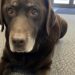 Ourson cacciato dalla camera ardente, il vecchio labrador resta ferito Il cane era stato portato alla veglia per rispettare una promessa. Dopo essere stato trascinato fuori ha riportato una costola fratturata. Ourson era sdraiato davanti alla bara, con il muso appoggiato tra le zampe, quando una parente lo avrebbe afferrato per il collare e trascinato fuori dalla camera ardente. Il labrador color cioccolato, undici anni, era stato accompagnato alla veglia funebre per volontà del suo proprietario, Patrick, morto pochi giorni prima dopo una caduta nel giardino di casa. Secondo il racconto del nipote, l’uomo gli aveva chiesto sei mesi prima di portare il cane al suo funerale, affinché potesse comprendere la sua assenza. Ourson davanti alla bara di Patrick La sera della morte, il cane era rimasto ai piedi della poltrona di Patrick, sopra una coperta patchwork. Non dormiva e continuava a guardare la porta, come se aspettasse il rientro del proprietario. Il nipote lo aveva preso con sé e, nel giorno della veglia, aveva deciso di mantenere la promessa ricevuta. “Mi prometti una cosa, ragazzo mio. Il giorno in cui toccherà a me, porterai Ourson alla veglia. Perché lui sappia.” Entrato nella camera ardente, Ourson non aveva abbaiato né tirato il guinzaglio. Si era avvicinato lentamente alla bara e si era sdraiato davanti, nello stesso modo in cui ogni sera riposava vicino alla poltrona di casa. La sua presenza, però, sarebbe stata giudicata inappropriata da una parente. Il cane trascinato fuori e la caduta nel corridoio La donna avrebbe afferrato Ourson dal collare e tentato di trascinarlo verso l’uscita. Il cane ha cercato di tornare verso la bara, urtando contro una porta a vetri. Subito dopo è scivolato sulle piastrelle ed è rimasto fermo per ventidue secondi. Alla scena avrebbe assistito anche Yannis, un bambino di nove anni, che si trovava nella sala accanto con un peluche tra le braccia. Il labrador è stato quindi portato dal veterinario. Gli accertamenti hanno evidenziato una costola fratturata e una contusione all’anca. Dovrà affrontare circa quattro settimane di cure. Ourson sarà presente al funerale Nonostante le ferite, il cane parteciperà alla cerimonia al cimitero prevista per venerdì. Indosserà un collare nero fatto incidere dal nipote con la scritta: “Ourson & Patrick”. La parente indicata nel racconto non prenderà parte alla cerimonia. Per la famiglia, la presenza del cane rappresenta il rispetto della volontà espressa da Patrick e del legame costruito con Ourson durante gli anni trascorsi insieme.