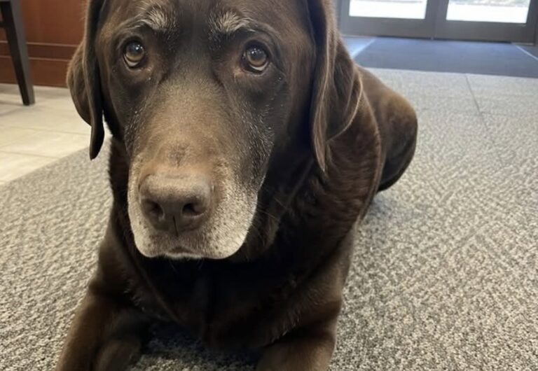 Ourson cacciato dalla camera ardente, il vecchio labrador resta ferito Il cane era stato portato alla veglia per rispettare una promessa. Dopo essere stato trascinato fuori ha riportato una costola fratturata. Ourson era sdraiato davanti alla bara, con il muso appoggiato tra le zampe, quando una parente lo avrebbe afferrato per il collare e trascinato fuori dalla camera ardente. Il labrador color cioccolato, undici anni, era stato accompagnato alla veglia funebre per volontà del suo proprietario, Patrick, morto pochi giorni prima dopo una caduta nel giardino di casa. Secondo il racconto del nipote, l’uomo gli aveva chiesto sei mesi prima di portare il cane al suo funerale, affinché potesse comprendere la sua assenza. Ourson davanti alla bara di Patrick La sera della morte, il cane era rimasto ai piedi della poltrona di Patrick, sopra una coperta patchwork. Non dormiva e continuava a guardare la porta, come se aspettasse il rientro del proprietario. Il nipote lo aveva preso con sé e, nel giorno della veglia, aveva deciso di mantenere la promessa ricevuta. “Mi prometti una cosa, ragazzo mio. Il giorno in cui toccherà a me, porterai Ourson alla veglia. Perché lui sappia.” Entrato nella camera ardente, Ourson non aveva abbaiato né tirato il guinzaglio. Si era avvicinato lentamente alla bara e si era sdraiato davanti, nello stesso modo in cui ogni sera riposava vicino alla poltrona di casa. La sua presenza, però, sarebbe stata giudicata inappropriata da una parente. Il cane trascinato fuori e la caduta nel corridoio La donna avrebbe afferrato Ourson dal collare e tentato di trascinarlo verso l’uscita. Il cane ha cercato di tornare verso la bara, urtando contro una porta a vetri. Subito dopo è scivolato sulle piastrelle ed è rimasto fermo per ventidue secondi. Alla scena avrebbe assistito anche Yannis, un bambino di nove anni, che si trovava nella sala accanto con un peluche tra le braccia. Il labrador è stato quindi portato dal veterinario. Gli accertamenti hanno evidenziato una costola fratturata e una contusione all’anca. Dovrà affrontare circa quattro settimane di cure. Ourson sarà presente al funerale Nonostante le ferite, il cane parteciperà alla cerimonia al cimitero prevista per venerdì. Indosserà un collare nero fatto incidere dal nipote con la scritta: “Ourson & Patrick”. La parente indicata nel racconto non prenderà parte alla cerimonia. Per la famiglia, la presenza del cane rappresenta il rispetto della volontà espressa da Patrick e del legame costruito con Ourson durante gli anni trascorsi insieme.